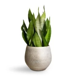 Noor Plant Pot - Metallic Grey -Indoor Plants Sansevieria trifasciata Moonshine Snake Plant 21x70cm Noor Plant Pot Metallic Grey 27x25cm 2