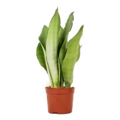 Sansevieria Trifasciata Moonshine - Snake Plant -Indoor Plants Sansevieria trifasciata Moonshine Snake Plant 9x25cm