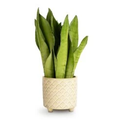 Sansevieria Trifasciata Moonshine - Snake Plant -Indoor Plants Sansevieria trifasciata Moonshine Snake Plant 9x25cm Bilbao Plant Pot Pale Jade 10.5x10cm 559c7640 565e 43e0 bb3e 1498d046aa6e