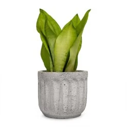 Sansevieria Trifasciata Moonshine - Snake Plant -Indoor Plants Sansevieria trifasciata Moonshine Snake Plant 9x25cm Plant Pot Duncan Cement 14x13cm a14413be 4894 4f84 b91b f4bef59535e8