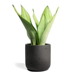 Sansevieria Trifasciata Moonshine - Snake Plant -Indoor Plants Sansevieria trifasciata Moonshine Snake Plant Charlie Plant Pot Black Washed
