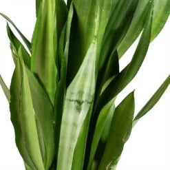Sansevieria Trifasciata Moonshine - Snake Plant -Indoor Plants Sansevieria trifasciata Moonshine Snake Plant Stems
