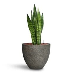Jesslyn Cement & Stone Plant Pot - Granite Grey -Indoor Plants Sansevieria zeylanica HydroCare Cement Stone Cody Plant Pot Granite Grey a9b27aea c58d 4e6c b101 ab8b6e748978
