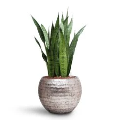 Opus Hammered Globe Planter - Silver -Indoor Plants Sansevieria zeylanica HydroCare Opus Hammered Globe Planter Silver 38986d28 a0f6 4215 be9c a9dcc54cd787