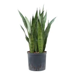 Sansevieria Zeylanica - HydroCare