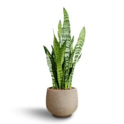 Mini Pixie Plant Pot - Grey Washed 16 Mini Pixie Plant Pot - Grey Washed -Indoor Plants Sansevieria zeylanica Hydroculture Mini Pixie Plant Pot Grey Washed 8383c381 b3a6 46ec bff5 e5a7ad4a0f7d