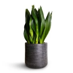 Angle Cylinder Plant Pot - Anthracite -Indoor Plants Sansevieria zeylanica Silver Flame Snake Plant 21x60cm Angle Cylinder Plant Pot Anthracite 24x24cm 06cf4dcc f26c 473b b95c edff0e78ae3c