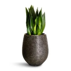 Opus Hit Darcy Planter - Silver -Indoor Plants Sansevieria zeylanica Silver Flame Snake Plant 21x60cm Opus Hit Darcy Planter Silver 38x42cm 4246704f a5d5 40cd bc33 091427bffb93