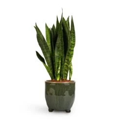 Sansevieria Zeylanica - Snake Plant -Indoor Plants Sansevieria zeylanica Snake Plant 14x50cm Kaat Plant Pot Green 16x16cm