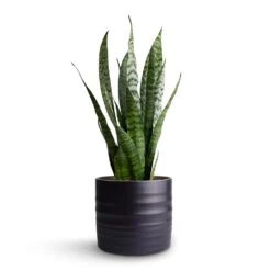 Hadleigh Plant Pot - Charcoal -Indoor Plants Sansevieria zeylanica Snake Plant 15x50cm Hadleigh Plant Pot Charcoal 17x15cm 3f01eb7a 9882 4a26 9f35 11cdbd618a8f
