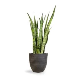 Sansevieria Zeylanica - Snake Plant -Indoor Plants Sansevieria zeylanica Snake Plant 21x70cm Angle Couple Plant Pot Anthracite 30x28cm 2 4e3de4c8 d714 41a3 9a89 ad56f048bc49