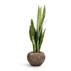 Luxe Lite Waterfall Globe Planter - Bronze -Indoor Plants Sansevieria zeylanica Snake Plant 21x70cm Luxe Lite Waterfall Globe Planter Bronze 33x24cm