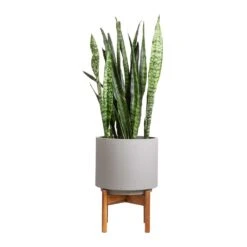 Vigo Plant Pot With Wooden Stand - Concrete Grey -Indoor Plants Sansevieria zeylanica Snake Plant 21x70cm Vigo Plant Pot with Wooden Stand Concrete Grey 28x37cm