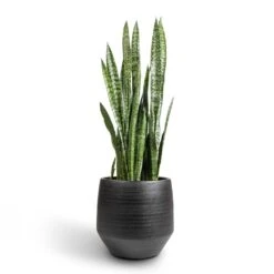 Norell Plant Pot - Black -Indoor Plants Sansevieria zeylanica Snake Plant 30x100cm Norell Plant Pot Black 42x38cm 9a5ab1ca 220a 45d2 a64d 18ee1ab18afb