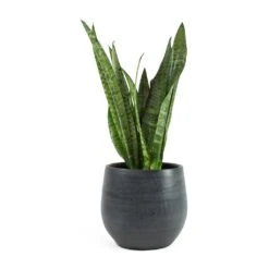 Esra Plant Pot - Graphite -Indoor Plants Sansevieria zeylanica Snake Plant Esra Graphite Plant Pot