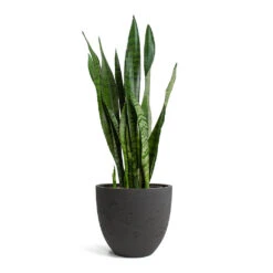 Mini Jesslyn Plant Pot - Black Washed -Indoor Plants Sansevieria zeylanica Snake Plant Mini Jesslyn Plant Pot Black Washed
