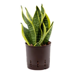 Sansevieria Futura Superba - HydroCare