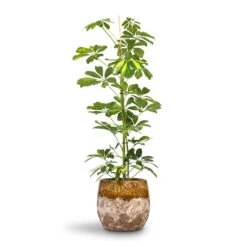 Lindy Plant Pot - Ochre -Indoor Plants Schefflera Gold Capella Dwarf Umbrella Tree 17x80cm Lindy Plant Pot Ochre 23x20cm 396d5592 8fe9 4195 a62c 813907b65a05