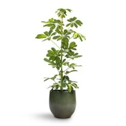 Zembla Plant Pot - Green -Indoor Plants Schefflera Gold Capella Dwarf Umbrella Tree 17x80cm Zembla Plant Pot Green 22x20cm 6a29a672 5c54 4ce4 ad38 001ef15e21c2