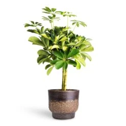 Aico Plant Pot - Shiny Brown -Indoor Plants Schefflera Gold Capella Stemmed Dwarf Umbrella Tree 14x50cm Aico Plant Pot Shiny Brown 17x13cm 4b38c30d c210 4056 98d6 17ea97e2c850