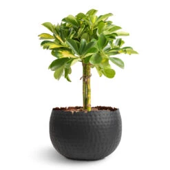Hammered Bowl - Black With Copper -Indoor Plants Schefflera Gold Capella Stemmed Dwarf Umbrella Tree 14x50cm Hammered Bowl Black with Copper 19x14cm 1