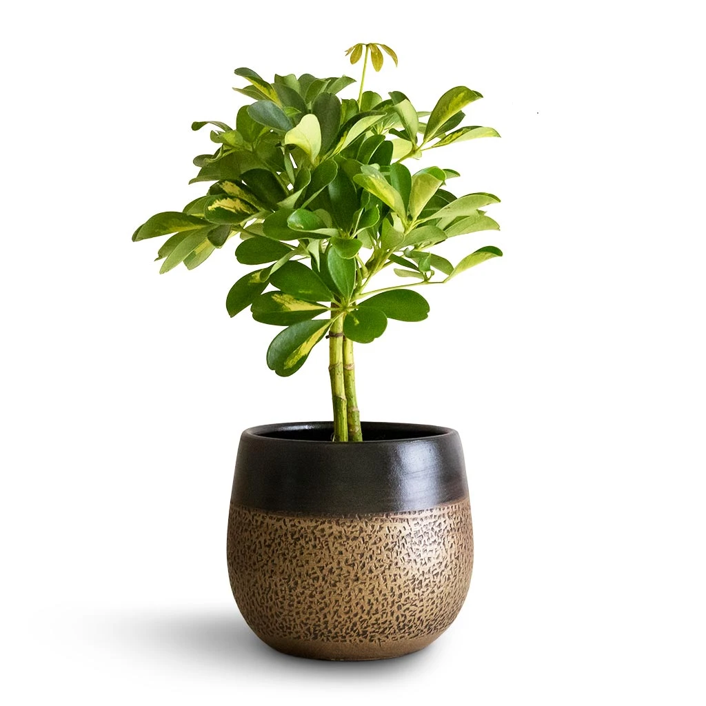 Mya Plant Pot - Deep Champagne 2 Mya Plant Pot - Deep Champagne - Image 2