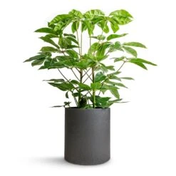 Schefflera Actinophylla - Australian Umbrella Tree -Indoor Plants Schefflera actinophylla Australian Umbrella Tree 24x100cm Max Refined Planter Volcano Black 29x29.5cm