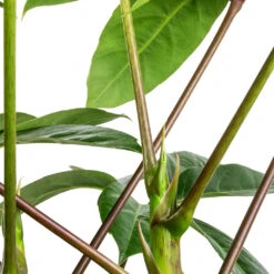 Schefflera Actinophylla - Australian Umbrella Tree -Indoor Plants Schefflera actinophylla Australian Umbrella Tree SWATCH