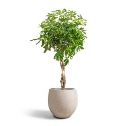 Mini Orb Kevan Plant Pot - Grey Washed 18 Mini Orb Kevan Plant Pot - Grey Washed -Indoor Plants Schefflera arboricola Compacta Dwarf Umbrella Tree Twisted Stem 30x120cm Mini Orb Kevan Plant Pot Grey Washed 39x35cm 6583d1b4 ba0d 4b70 bb03 9c21d3b25678