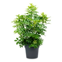 Schefflera Arboricola - Dwarf Umbrella Tree -Indoor Plants Schefflera arboricola Dwarf Umbrella Tree 34x80cm