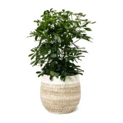Schefflera Arboricola - Dwarf Umbrella Tree -Indoor Plants Schefflera arboricola Dwarf Umbrella Tree Merin Plant Pot Sand