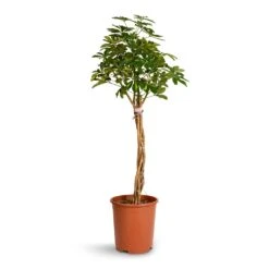 Schefflera Arboricola Gold Capella - Dwarf Umbrella Tree - Twisted Stem -Indoor Plants Schefflera arboricola Gold Capella Dwarf Umbrella Tree Twisted Stem 30x120cm