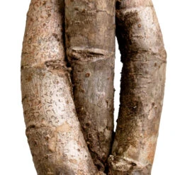 Schefflera Arboricola Gold Capella - Dwarf Umbrella Tree - Twisted Stem -Indoor Plants Schefflera arboricola Gold Capella Dwarf Umbrella Tree Twisted Stem DETAIL