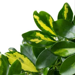 Schefflera Arboricola Gold Capella - Dwarf Umbrella Tree - Twisted Stem -Indoor Plants Schefflera arboricola Gold Capella Dwarf Umbrella Tree Twisted Stem DETAIL 3