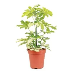 Schefflera Arboricola Melanie - Dwarf Umbrella Tree -Indoor Plants Schefflera arboricola Melanie Dwarf Umbrella Tree 13x45cm