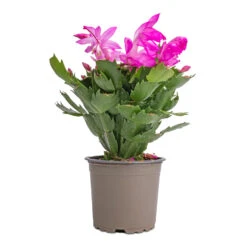 Schlumbergera - Christmas Cactus - Pink/Purple -Indoor Plants Schlumbergera Christmas Cactus Pink Purple 12x25cm 2