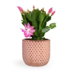 Schlumbergera - Christmas Cactus - Pink/Purple -Indoor Plants Schlumbergera Christmas Cactus Pink Purple 12x25cm Bolino Plant Pot Pale Rose 14x13cm d3179c00 b6f5 435b 91c4 2b0b430b41d7