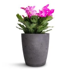 Schlumbergera - Christmas Cactus - Pink/Purple -Indoor Plants Schlumbergera Christmas Cactus Pink Purple 12x25cm Gerben Plant Pot Black Washed 15x16cm