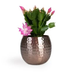 Schlumbergera - Christmas Cactus - Pink/Purple -Indoor Plants Schlumbergera Christmas Cactus Pink Purple 12x25cm Kody Metal Plant Pots Set3 Large Rose Gold 53ff83eb 026c 44e6 bf42 8e21b6ae65ff