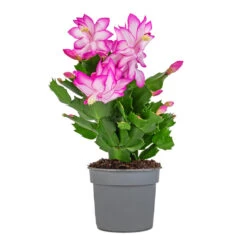 Schlumbergera - Christmas Cactus - Pink/Purple -Indoor Plants Schlumbergera Christmas Cactus Pink Purple 9x23cm