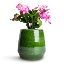 Remi Plant Pot - Green -Indoor Plants Schlumbergera Christmas Cactus Pink Purple 9x23cm Remi Plant Pot Green 15x15cm f000648d 2f3a 4720 9826 a92c984dd45f