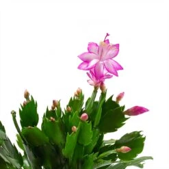 Schlumbergera - Christmas Cactus - Pink/Purple -Indoor Plants Schlumbergera Christmas Cactus Pink Purple Leaves