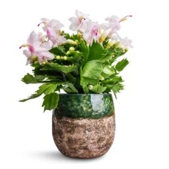 Lindy Plant Pot - Black Green -Indoor Plants Schlumbergera Christmas Cactus White 12x25cm Lindy Plant Pot Black Green 16x13cm 38a28bbd a32d 4490 a721 026cf59bbc09