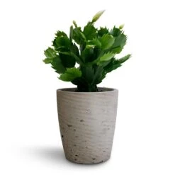 Gerben Plant Pot - Grey Washed 17 Gerben Plant Pot - Grey Washed -Indoor Plants Schlumbergera Christmas Cactus White 9x23cm Gerben Plant Pot Grey Washed 12x13cm