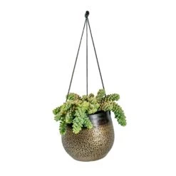 Mya Hanging Planter - Deep Champagne 7 Mya Hanging Planter - Deep Champagne -Indoor Plants Sedum Burrito Donkey Tail Mya Hanging Planter Deep Champagne e8ce3e30 a580 4f2d 8ee8 527acb552bed