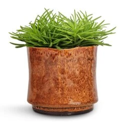 Nolan Plant Pot - Caramel -Indoor Plants Senecio Himalaya Himalaya Groundsel 12x20cm Nolan Plant Pot Caramel 14x12cm