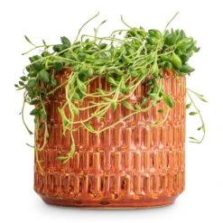 Senecio Herreianus - String Of Beads -Indoor Plants Senecio herreianus String of Beads 12x20cm Flor Plant Pot Orange 14x12cm a658214b b85f 40ef 90ab 87b9c93d85d7