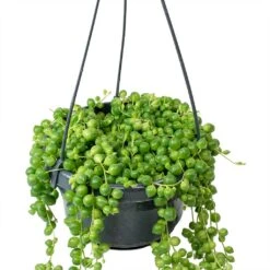 Senecio Rowleyanus - String Of Pearls 16 Senecio Rowleyanus - String Of Pearls -Indoor Plants Senecio rowleyanus String of Beads Stems