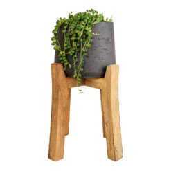 Patt Plant Pot - Tall Stand - Black Washed -Indoor Plants Senecio rowleyanus String of Pearls 12x20cm Patt Plant Pot Tall Stand Black Washed 23x34cm 8decf343 6070 461f a9ef c9ac37ac1145