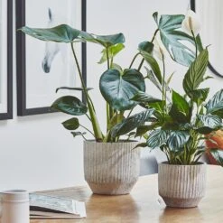 Solento Plant Pot - White Speckle -Indoor Plants Solento Plant Pot White Speckle 16 x 14cm